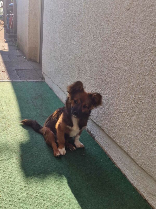 Emmie in 97440 Werneck - vermittelt – Bild 9