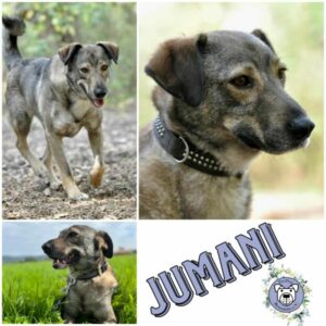 JUMANI (♂) in 39624 Sallenthin - vermittelt