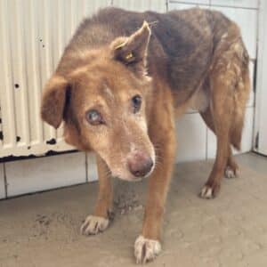 OSCAR (♂) - als PDR GPH auf PDR PS