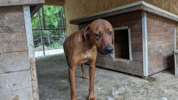 LANCE - ausgereist zum Kinder- und Tierschutzhof Hahnenberg – Bild 3