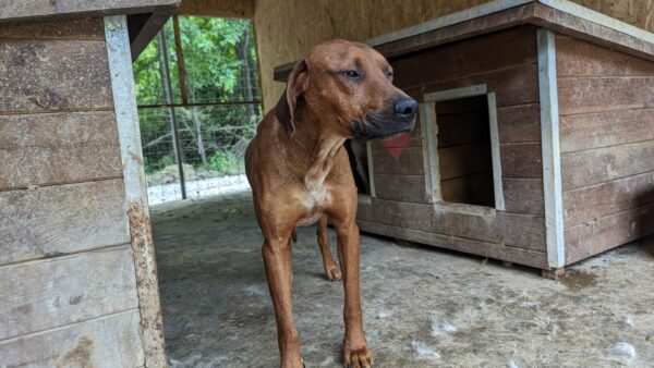LANCE - ausgereist zum Kinder- und Tierschutzhof Hahnenberg – Bild 2
