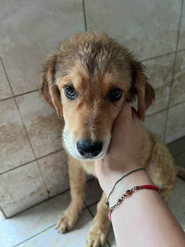 RUSTY - ausgereist zum KTH e.V. – Bild 4