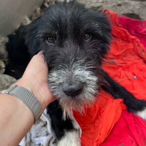 JANKO - med. Notfall dringend Rolliplatz gesucht - ausgereist zum TH Wannigsmühle