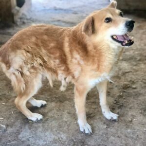 PASHEK - Senior mit Hinterhandschwäche - vermittelt NadineH