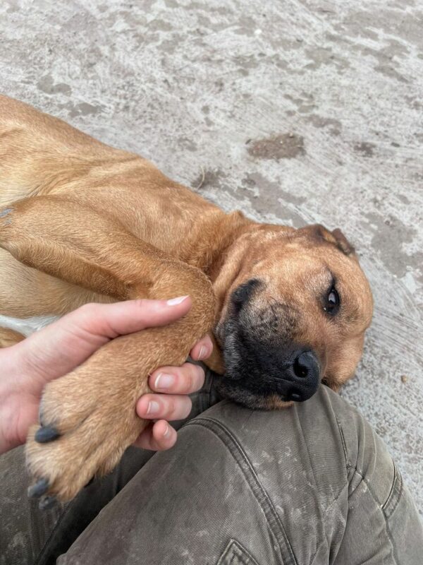 LUZIE (♀) - seit mindestens 2019 im Shelter – Bild 8