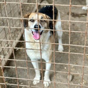 HOUDINI (♀) - ausgereist zur Tierhilfe Lebenswert DR 11.07.25