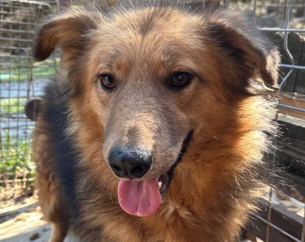 SONNE (♀)- ausgereist zur Hundehilfe Kreta e.V. (NU) – Bild 2