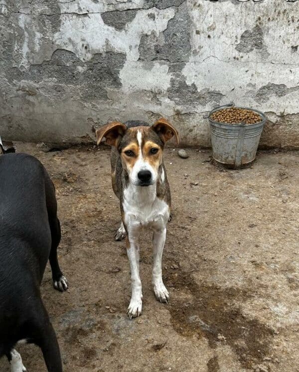 DUCHESS (♀) – Bild 3