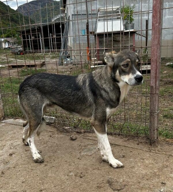 PABLO (♂) – Bild 4