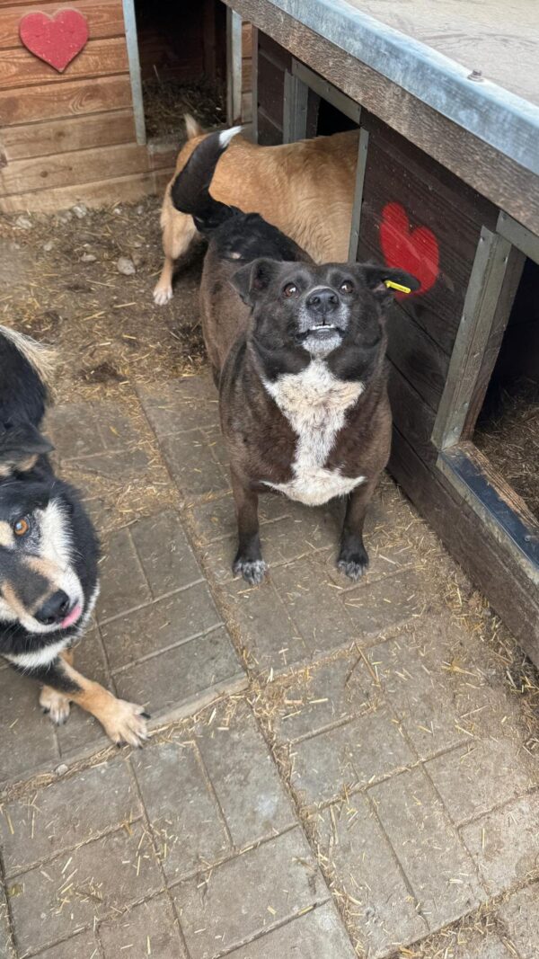 LILAH - Hautprobleme – Bild 3