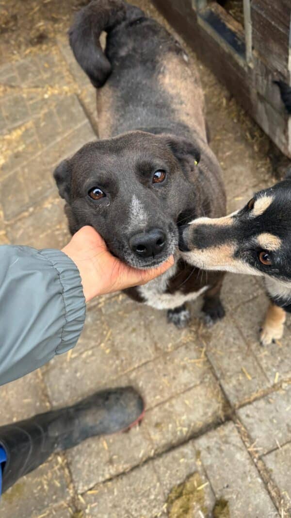 LILAH - Hautprobleme – Bild 4