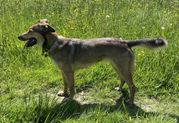 Juna in 25497 Prisdorf - vermittelt – Bild 2