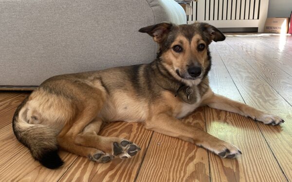 Juna in 25497 Prisdorf - vermittelt – Bild 4