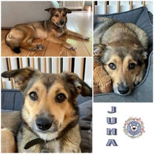 Juna in 25497 Prisdorf - vermittelt