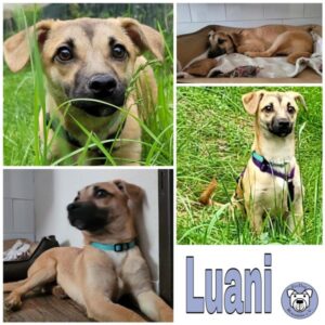 Luani in 72818 Trochtelfingen - vermittelt