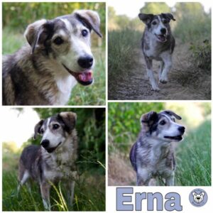 Erna in 85077 Manching - vermittelt