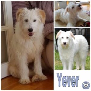 Yever in 34474 Diemelstadt - vermittelt