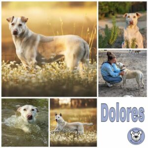 Dolores in 16227 Eberswalde - vermittelt
