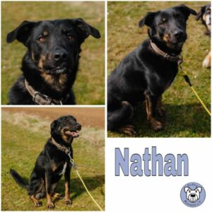 Nathan (♂) in 99636 Ostramondra