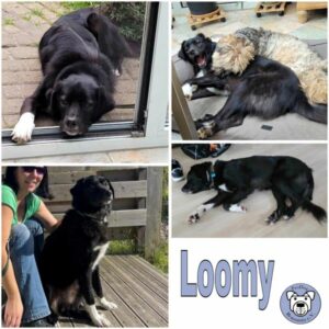 Loomy (♂) in 41066 Mönchengladbach