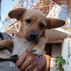 MAYLEEN - reserviert Tierhilfe Lebenswert DR - vermittelt