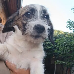 KIKKI - ausgereist zur Tierhilfe Lebenswert