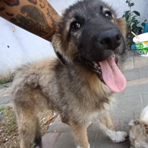 KOSMOS
