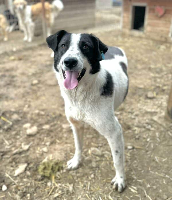 FRANZI (♀) – Bild 5