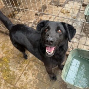 TERRY (♂) - seit 2021 im Shelter - vermisst 11/24