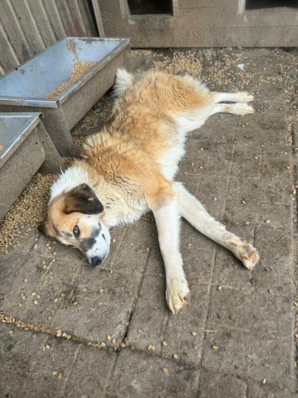 DENNA (♀) – Bild 5