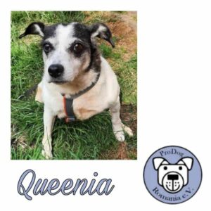 Queenia - Gnadenplatzhund seit dem 01.07.2023