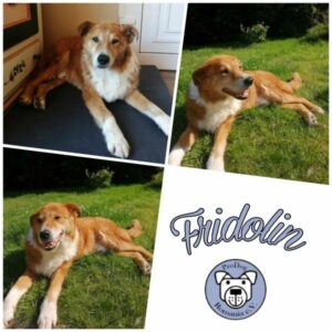FRIDOLIN - Gnadenplatzhund seit dem 01.07.2023