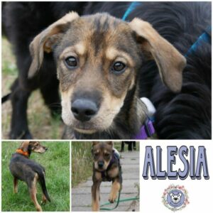 ALESIA in 21493 Möhnsen *vermittelt*