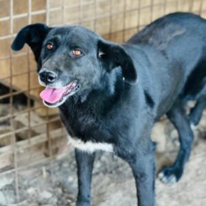 NESSAJA (♀) - NOTFALL - humpelt stark - seit mind. 2022 im Shelter - ausgereist zur Tierhilfe Lebenswert DR 25.07.25