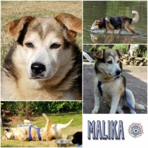 Malika in 67575 Eich - vermittelt