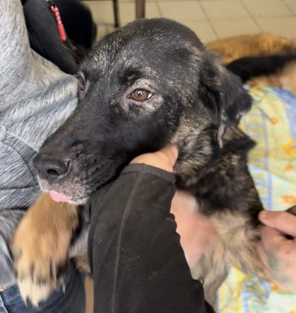 PRALINE (♀) - Hautprobleme - ausgereist zur Tierhilfe Lebenswert DR 22.11.24 – Bild 2