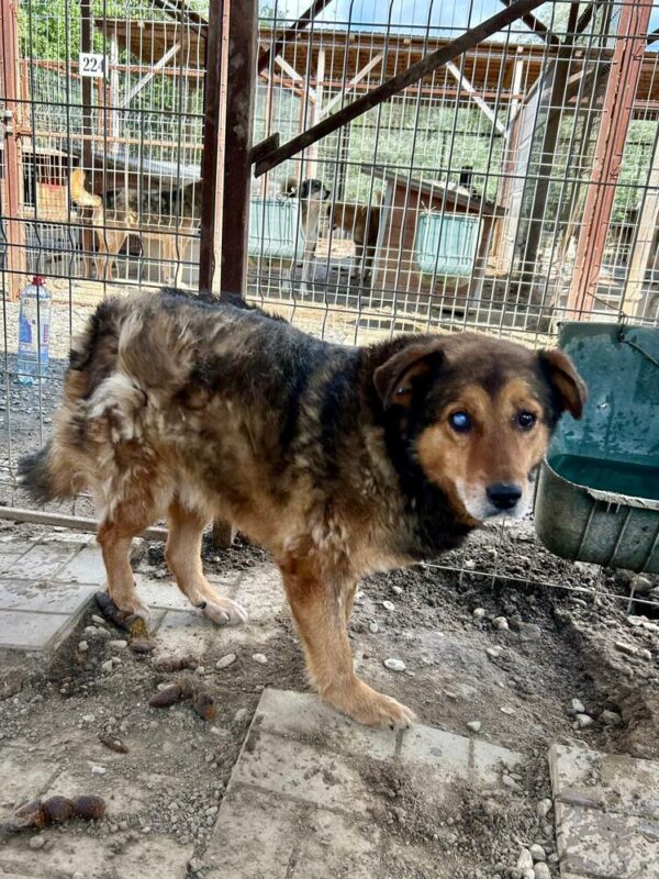 CALLI (♂) - seit mindestens 2019 im Shelter – Bild 20