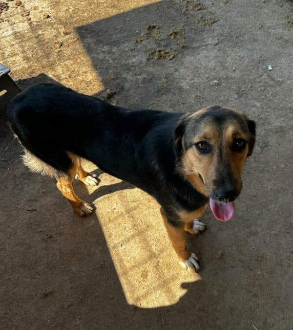 RAZOMI (♀) – Bild 3