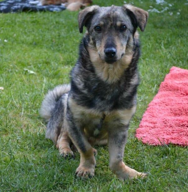 TASCO- Gnadenplatzhund seit dem 07.07.2023 – Bild 7