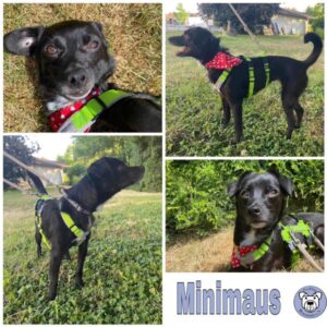 Minimaus in 72144 Dußlingen - vermittelt