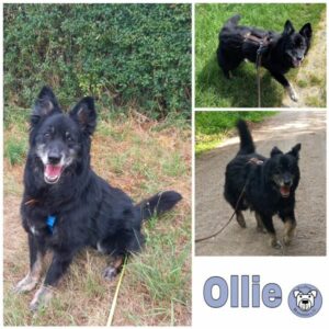 Ollie in 71131 Jettingen *vermittelt*