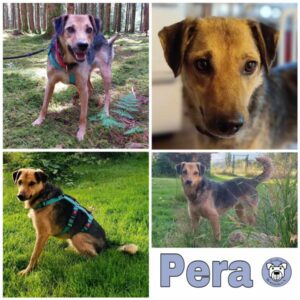 Pera in 78713 Schramberg - vermittelt