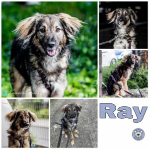 Ray in 93102 Pfatter - vermittelt
