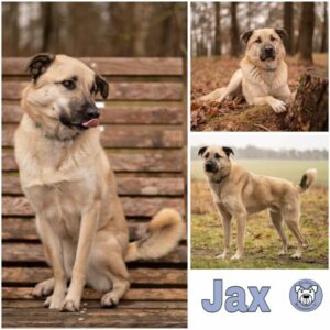 JAX (♂) in 21435 Stelle - vermittelt