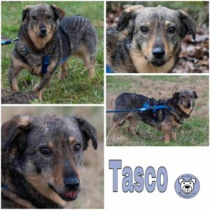 TASCO- Gnadenplatzhund seit dem 07.07.2023