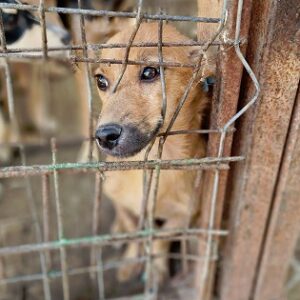 AMBER - kommt überhaupt nicht zurecht - ausgereist zur Tierhilfe Lebenswert