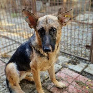 BLESSA - sehr dünn und verzweifelt, kommt nicht gut zurecht - ausgereist zur Tierhilfe Lebenswert