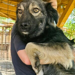 FELLOW (♂) - wird schüchtern! - sollte zeitnahe reisen! - ausgereist zur Tierhilfe Lebenswert DR 25.07.25