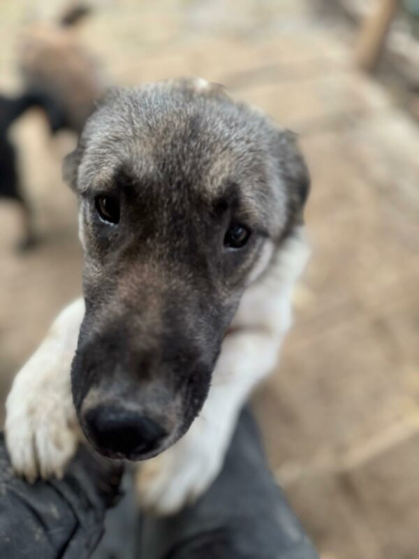 TILDA (♀) - seit 2023 im Shelter – Bild 11