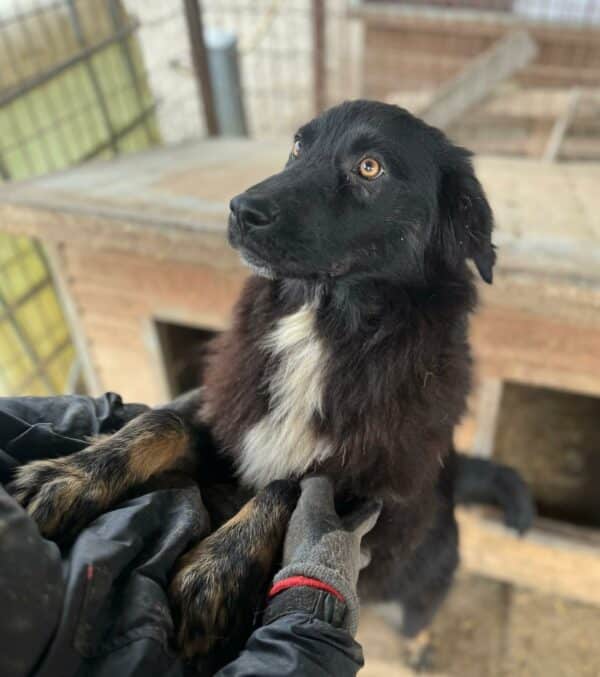 KERMIT (♂)-  auf PS im PLZ Bereich 42 (NU) - reserviert – Bild 17